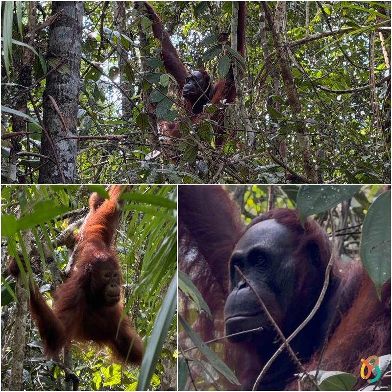 orangutanes del sur de Borneo