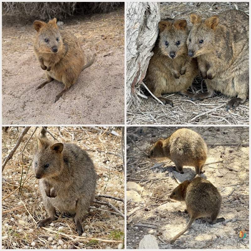 varios quokkas de la isla de Rottnest
