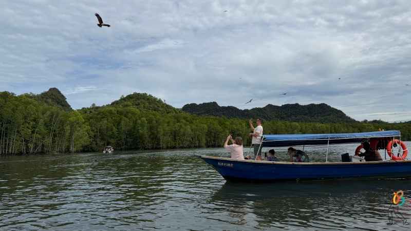 eagle watching