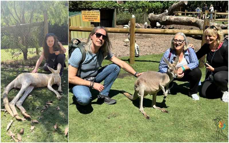 Canguros en Caversham Wildlife Park cerca de Perth